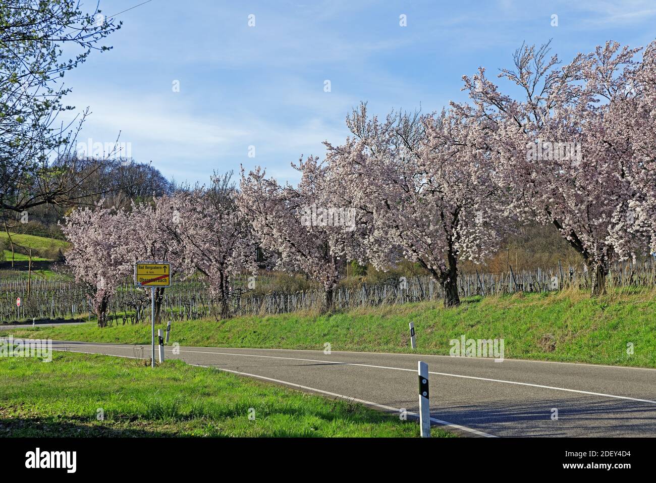 Mandelbaumblüte, Mandelbaumhain Stockfoto