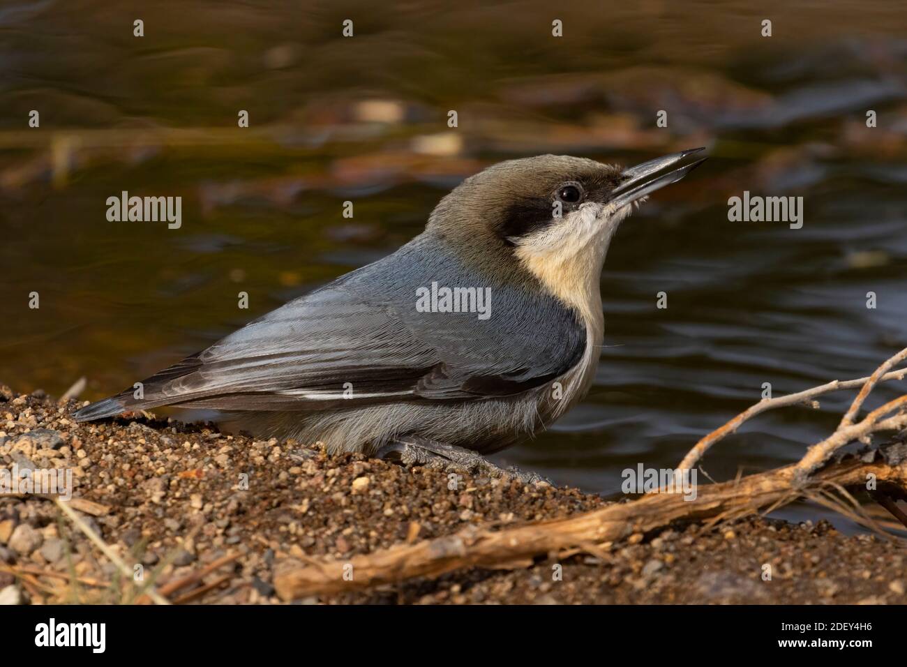 Pygmy Nuthatch (Sitta pygmaea), Cabin Lake Viewing Blind, Deschutes National Forest, Oregon Stockfoto