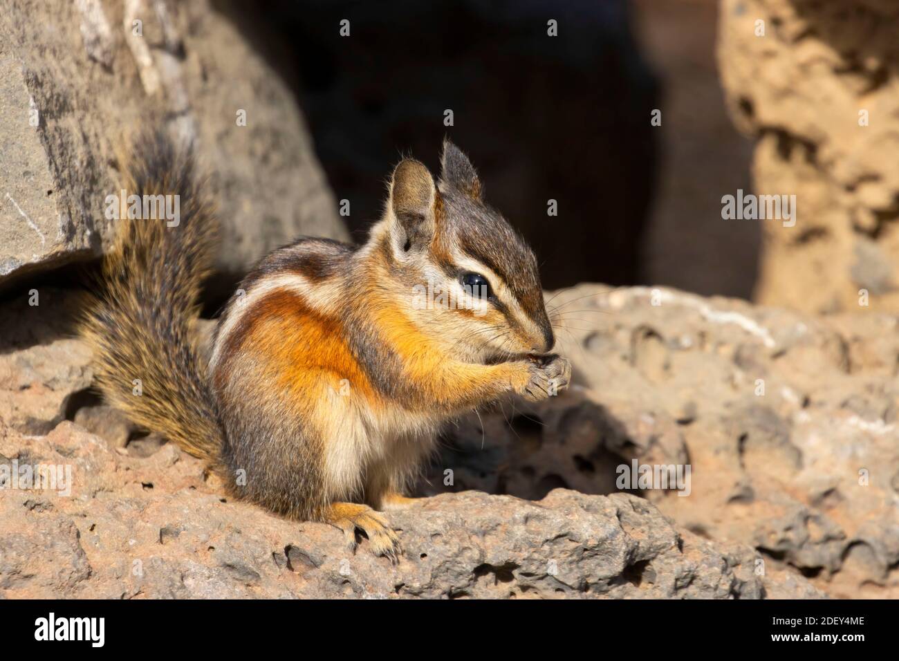 Chipmunk, Hütte See Blick Blind, Deschutes National Forest, Oregon Stockfoto