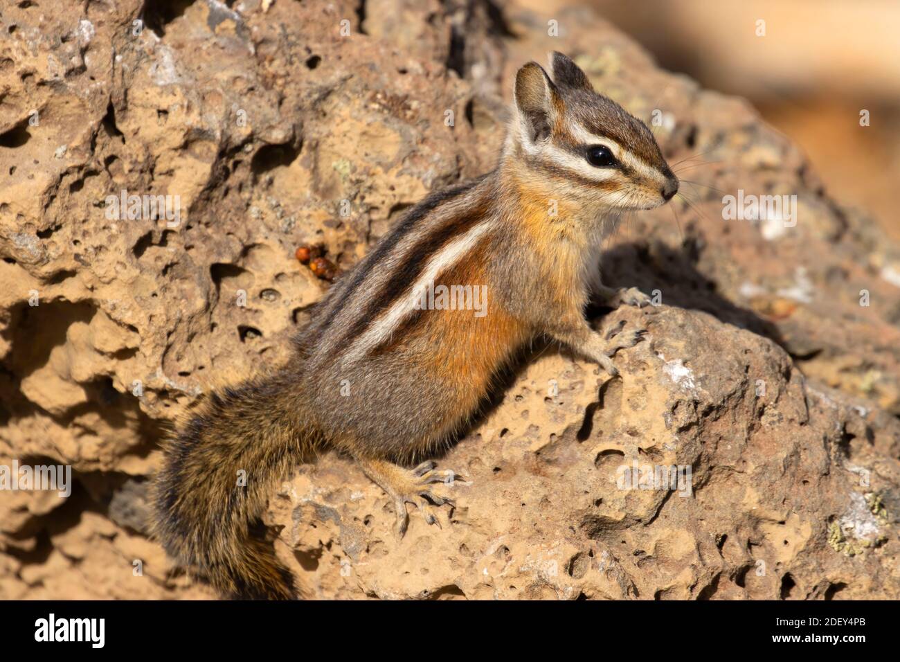 Chipmunk, Hütte See Blick Blind, Deschutes National Forest, Oregon Stockfoto