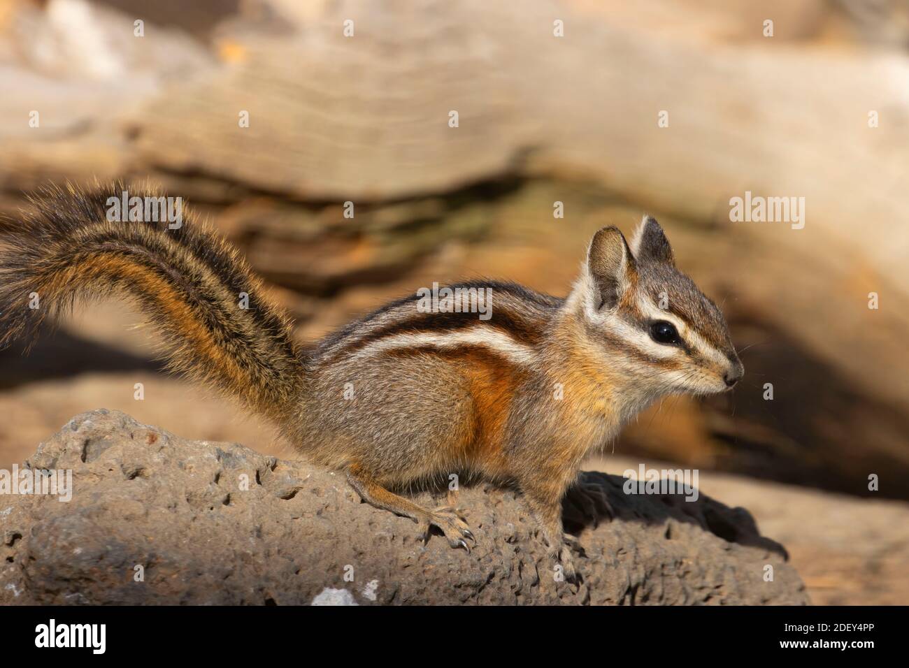 Chipmunk, Hütte See Blick Blind, Deschutes National Forest, Oregon Stockfoto