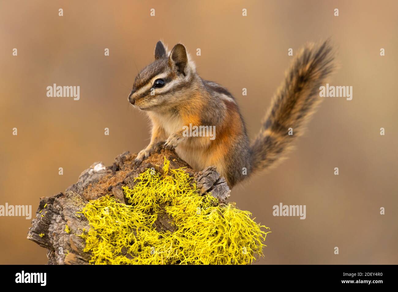 Chipmunk, Hütte See Blick Blind, Deschutes National Forest, Oregon Stockfoto