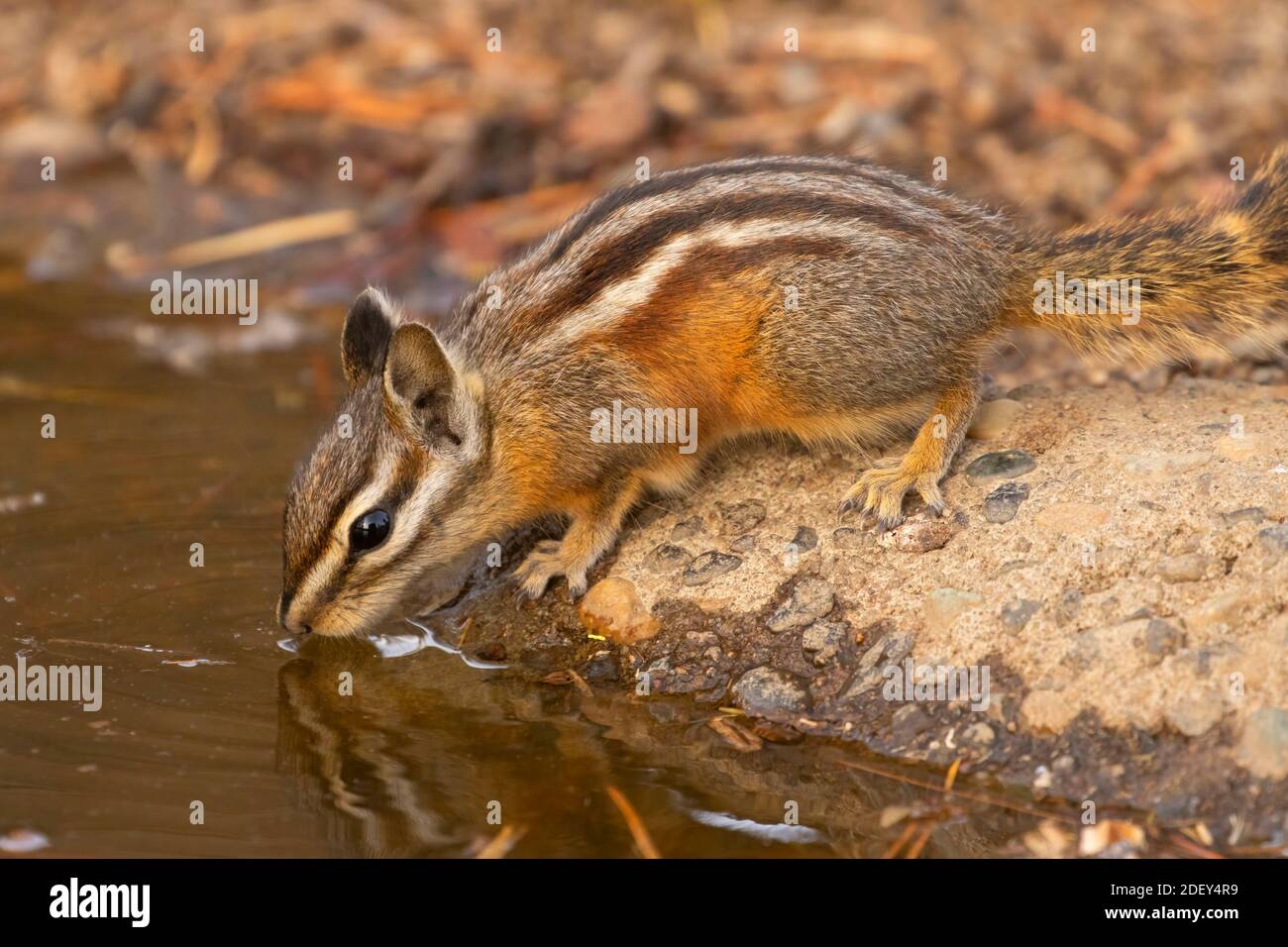 Chipmunk, Hütte See Blick Blind, Deschutes National Forest, Oregon Stockfoto