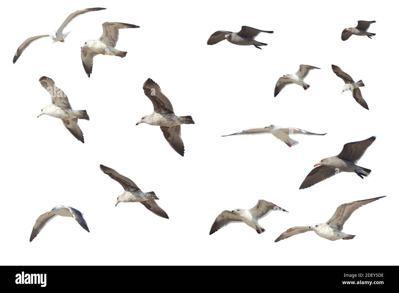 Viele verschiedene fliegende Möwen isoliert auf weißem Hintergrund Stockfoto