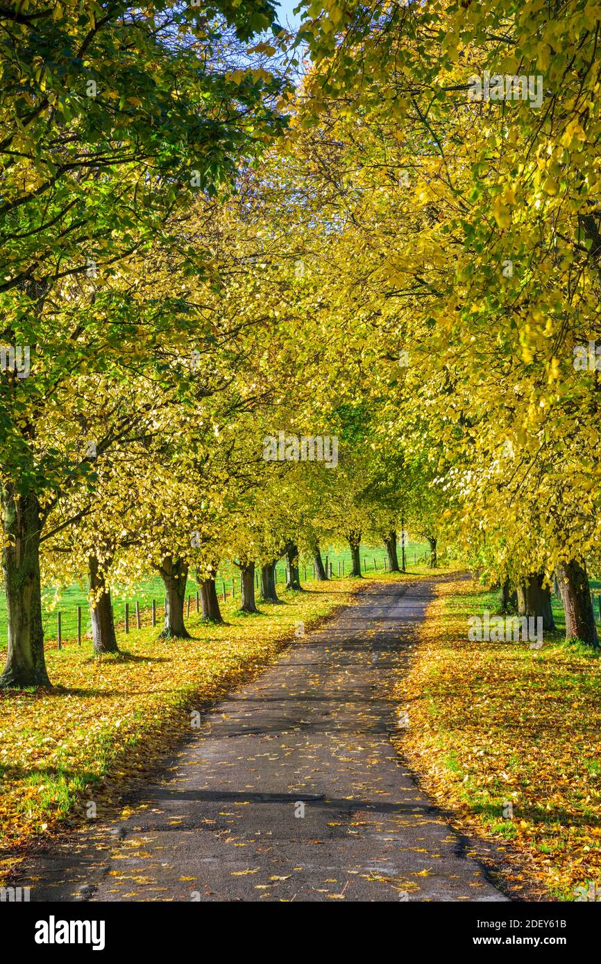 Avenue von Herbstbäumen mit bunten gelben Blättern, Newbury, Bekshire, England, Vereinigtes Königreich, Europa Stockfoto