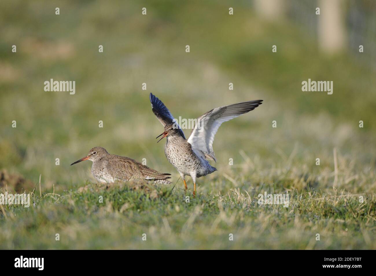 Rotschenkel (Tringa Totanus) paaren sich. Stockfoto