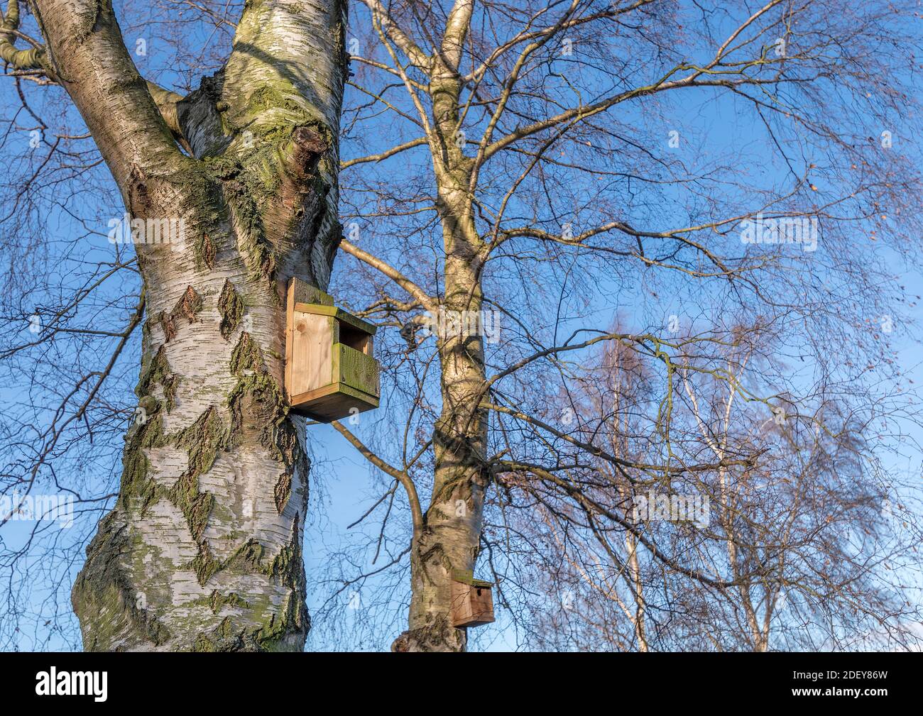 Hölzerne Vogelkiste befindet sich in einer großen silbernen Birke am sonnigen Wintertag. Stockfoto