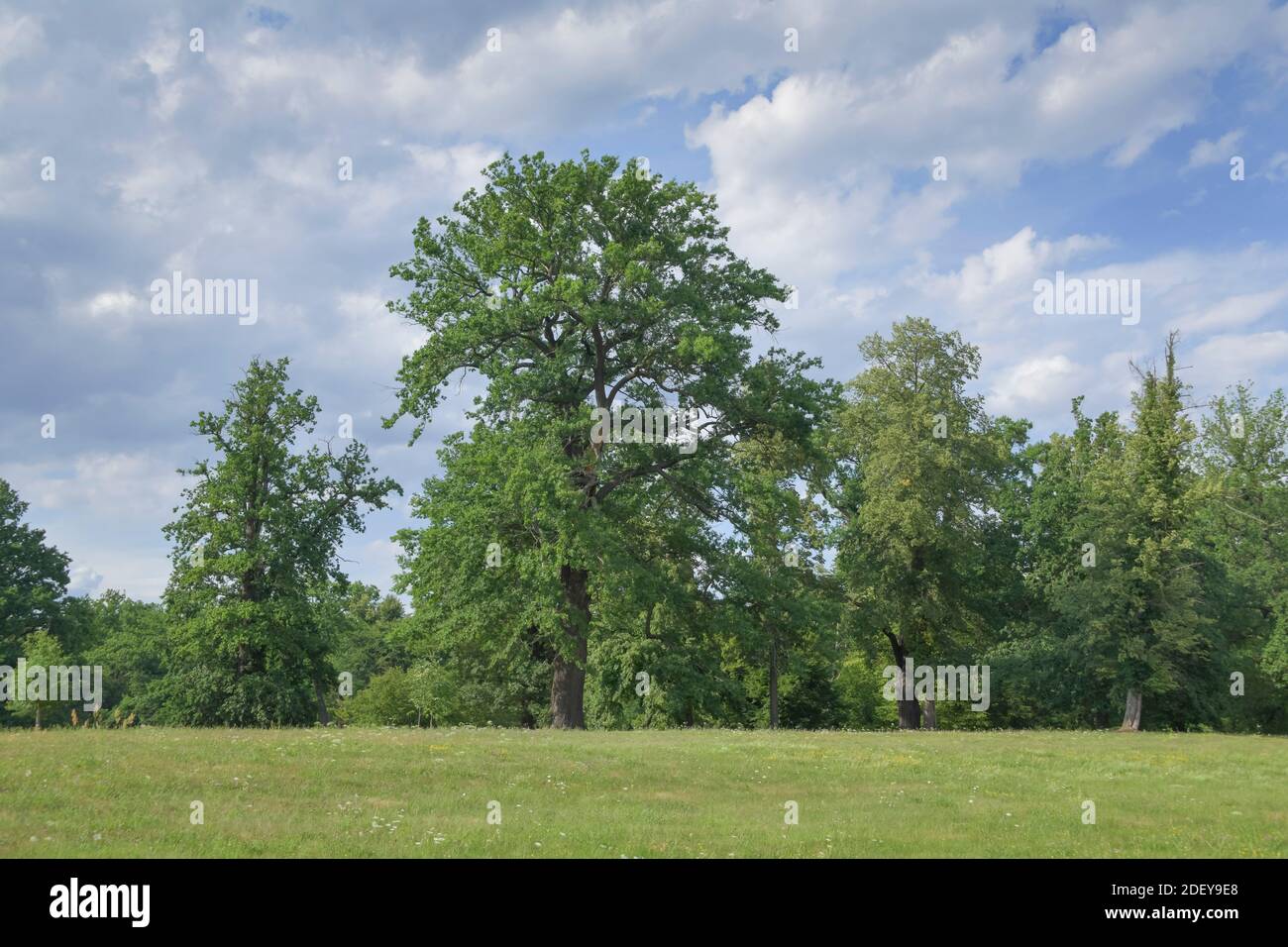 Bäume im Schloßpark, Bad Muskau, Sachsen, Deutschland Stockfoto