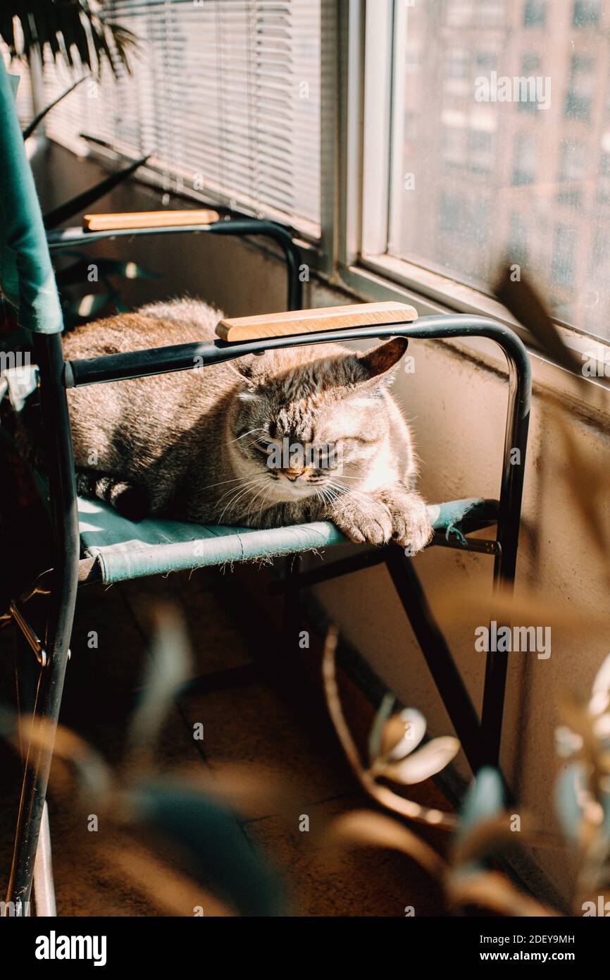 Katze sitzt auf einem Stuhl in der Sonne Stockfoto