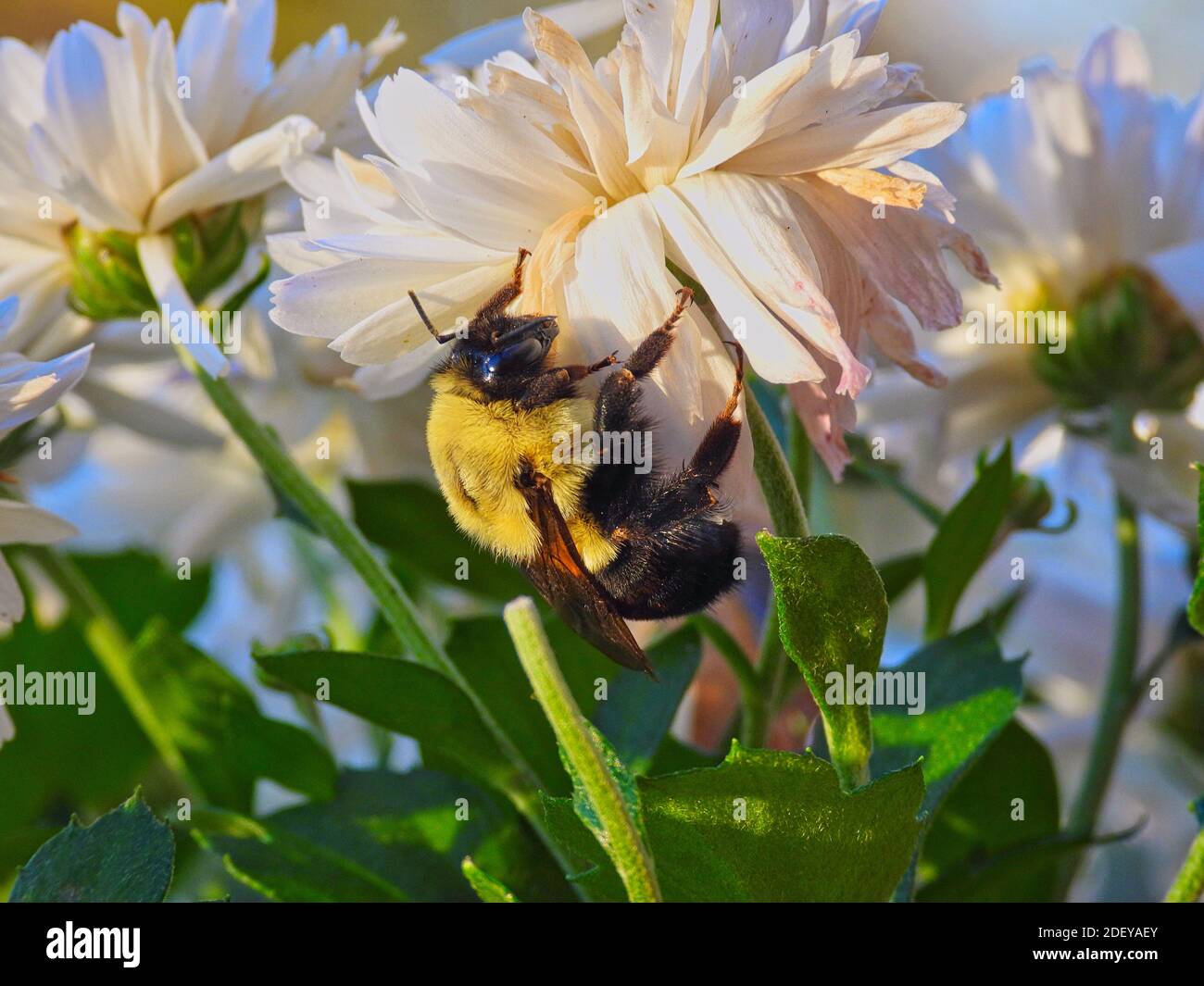 Biene auf einer Blume: Nahaufnahme einer großen Zimmermannsbiene, die sich an den Blütenblättern einer weißen Mama an einem Herbsttag im Herbstnachmittag Sonnenmakro festhält Stockfoto