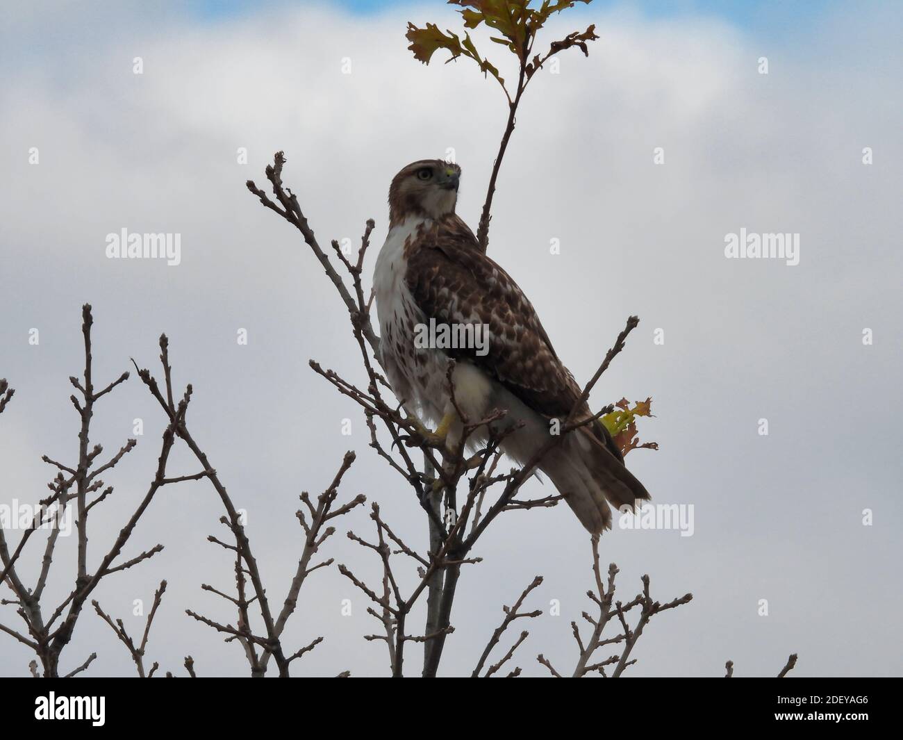 Ein Red-Tail Hawk Bird of Prey dreht Kopf an Blick Rückwärts auf oberem Ast mit Herbstfärbungen auf Baumspitze in Herbstansicht Stockfoto