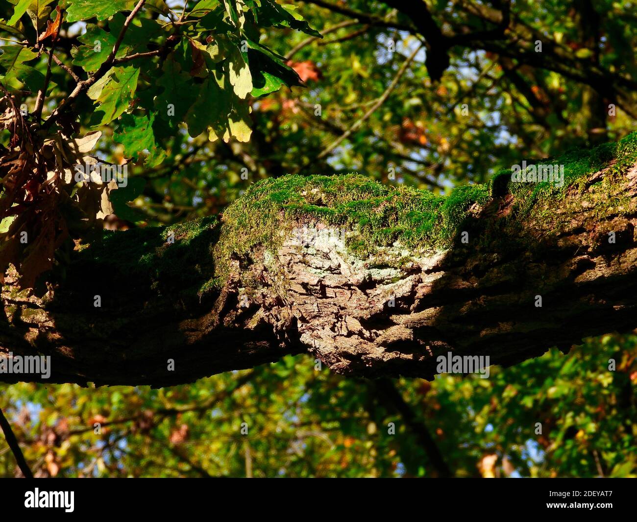 Grüner Moos wächst am Baumglied von Eiche Baum an Kurve von Zweig und Herbst Lassen Sie Farben in verschwommenem Hintergrund Stockfoto