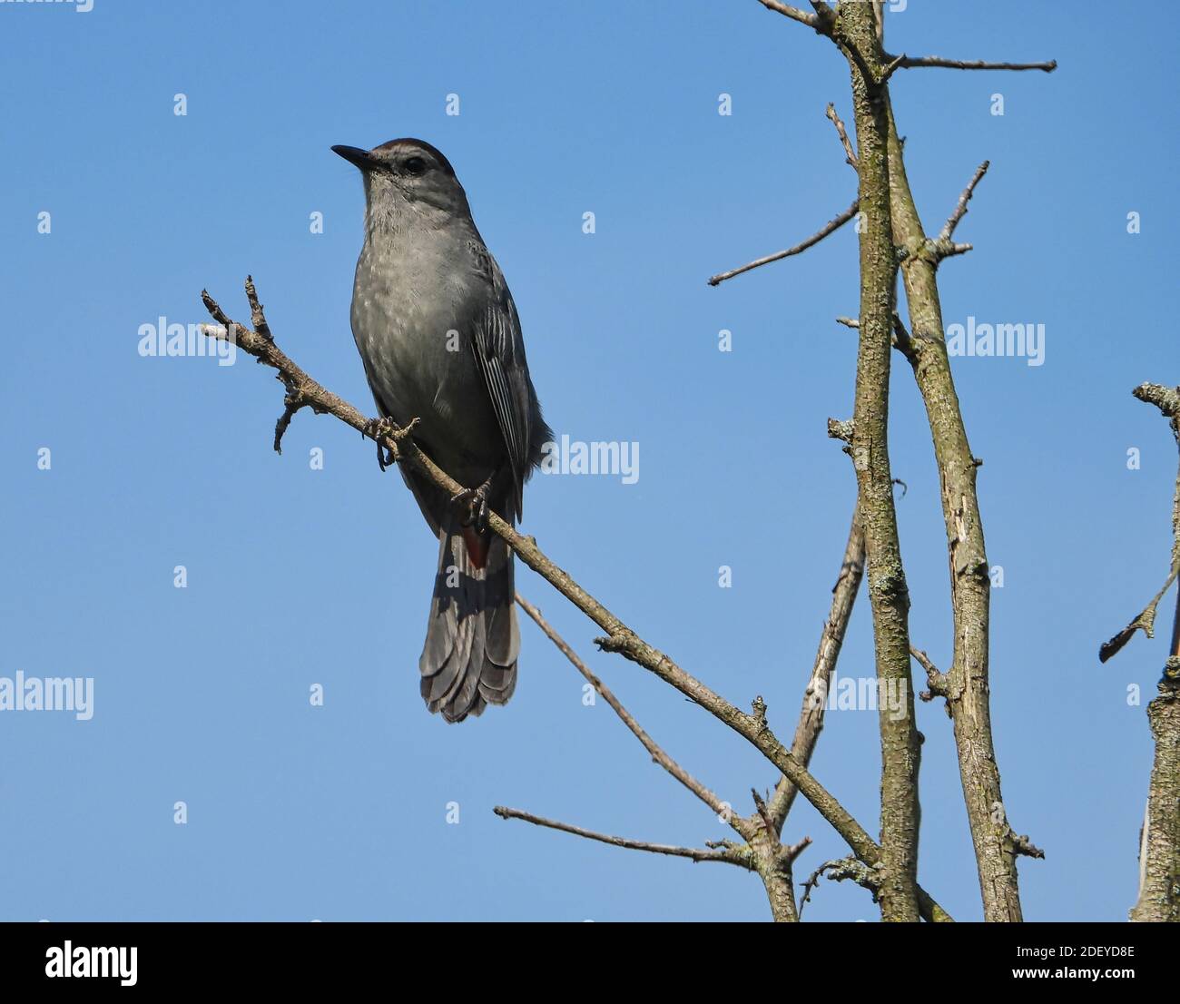 Grauer Catbird Vogel thront auf Top Tree Branch mit Blick auf Über Horizont mit hellblauem klarem Himmel im Hintergrund Stockfoto