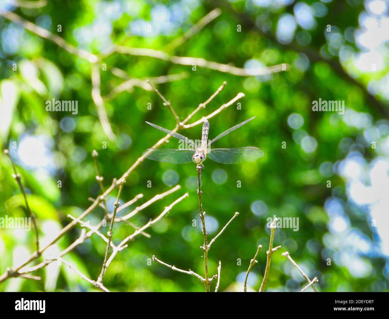 Weibliche blaue Dasher Libelle mit Rot und Grün um den Kopf Und Augen mit Schwarz und Gelb auf Rücken und Schwanz Hängt an der Spitze eines Stems Stockfoto