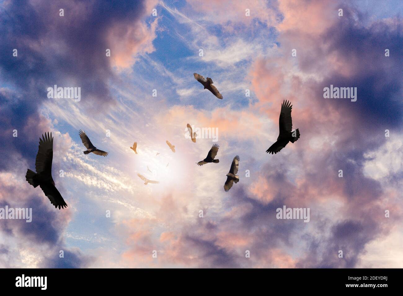 Schar bedrohlicher, um die türkei kreisenden Geier schweben hoch oben Der Himmel Stockfoto