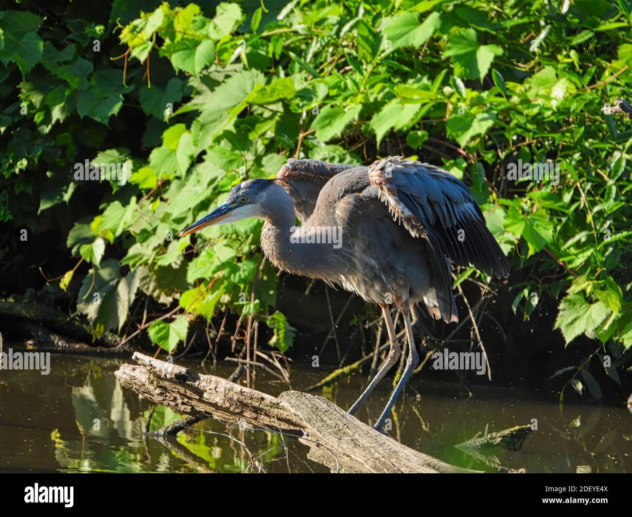Blue Heron Bird streckt Flügel beim Balancing auf tot gehockt Baumzweig im Teich mit grüner Laub Umgebung Stockfoto