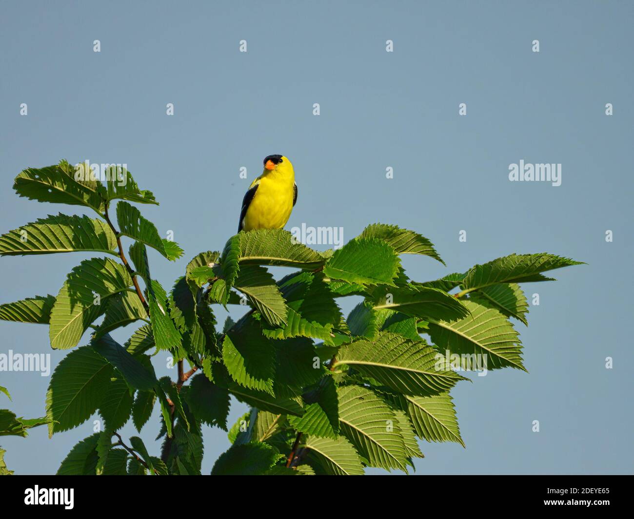Männlicher Goldfink Vogel thront auf der Spitze des Baumes mit Blau Himmel im Hintergrund Stockfoto