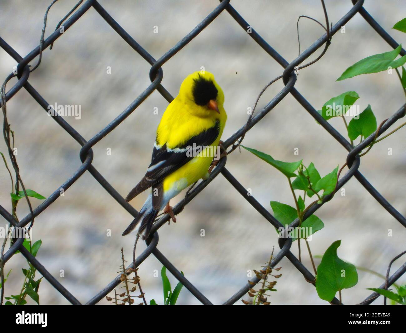 American Goldfinch Male Bird hängt an einem Metallzaun mit Grüne Blätter wachsen den Zaun und Kiesweg auf Die gegenüberliegende Seite Stockfoto