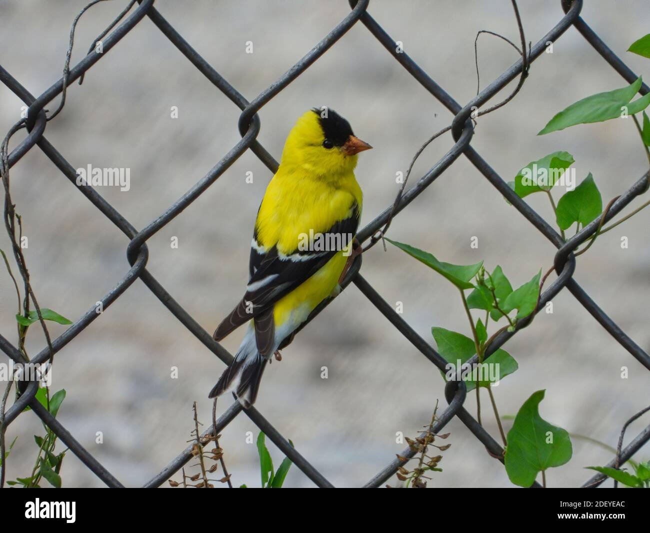 Männlich American Goldfinch Vogel thront auf Kettenglied Zaun mit Grün belaubte Reben verflochten in Metall-und Kiesweg verschwommen Im Hintergrund Stockfoto