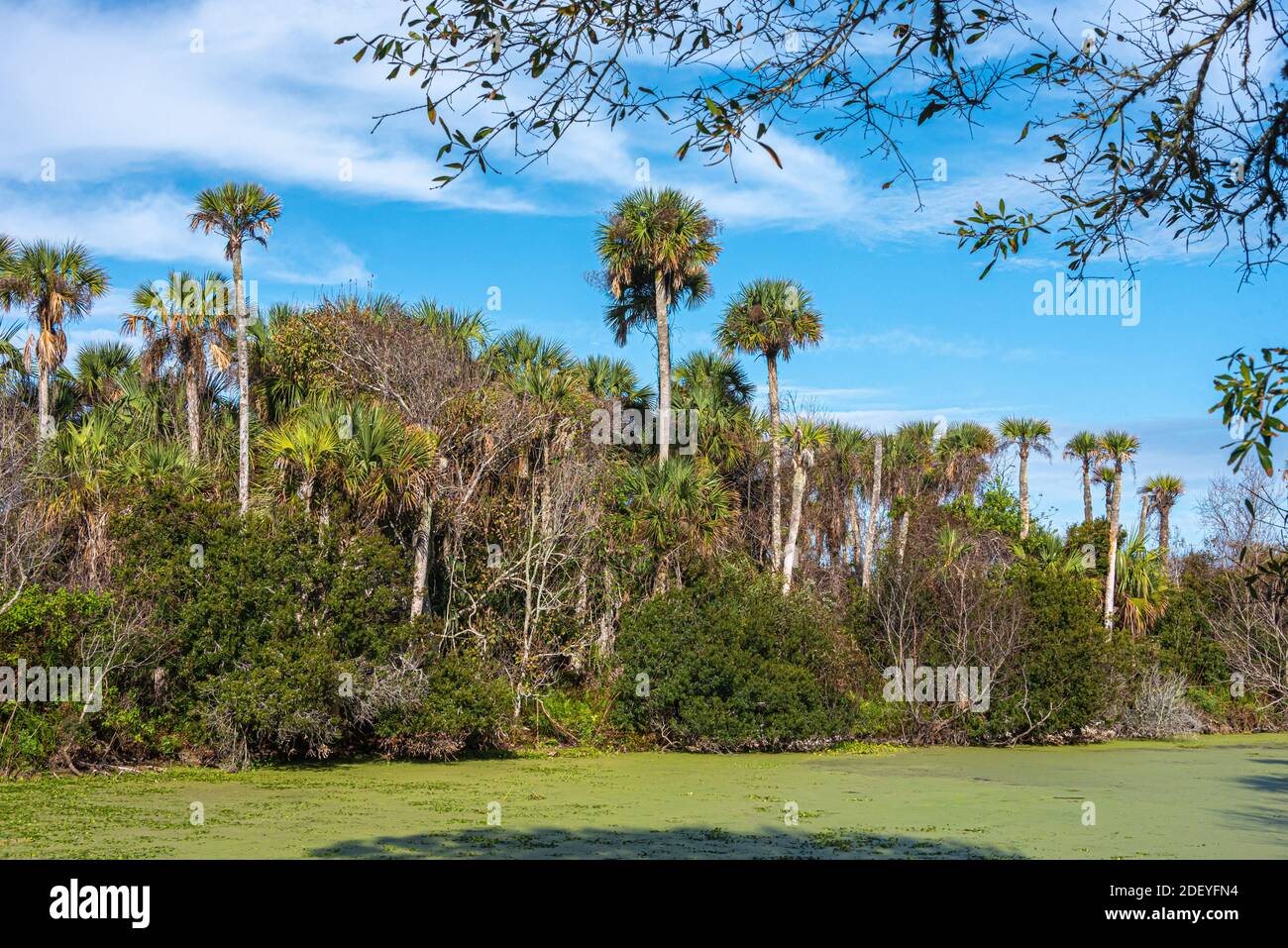 Blick auf den Guana-Fluss mit grünen Algengewässern und hohen Sabal-Palmen in der Nähe der Atlantikküste in Ponte Vedra Beach, Florida. (USA) Stockfoto