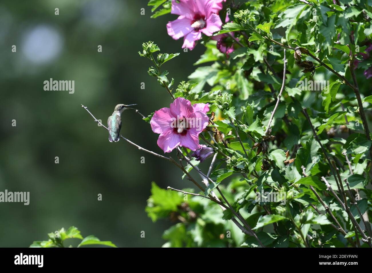 Rubinkehliger Kolibri, der auf der Rose von Sharon Bush in der Nähe von Flower thront Mit Schnabel offen und Pollen am Schnabel Stockfoto