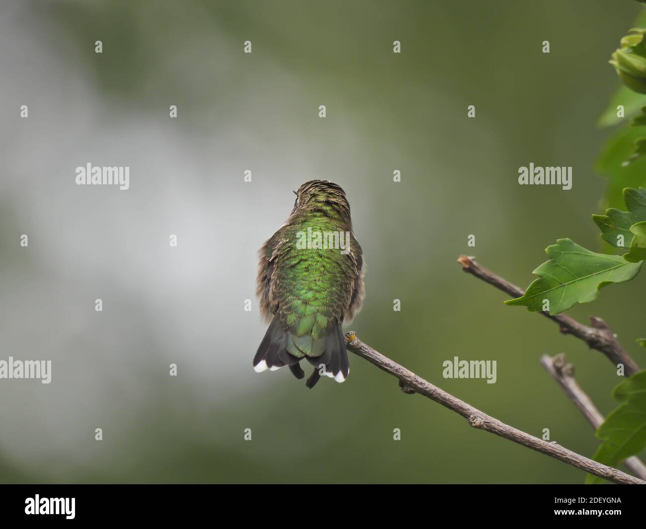 Rubinkehlige Kolibri mit Blick weg mit einem Blick auf lange schmal Schnabel an der Spitze und Funken im Auge mit Grün Schillernde Federn auf Rücken und Weiß Stockfoto