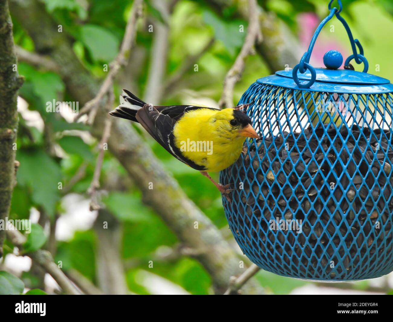 American Goldfinch männliche Vogel schwingt von Blue Ball Bird Seed Feeder mit schönen gelben Blumen und schwarzen Kopf und Flügel Mit grünen Blättern in Backgr Stockfoto