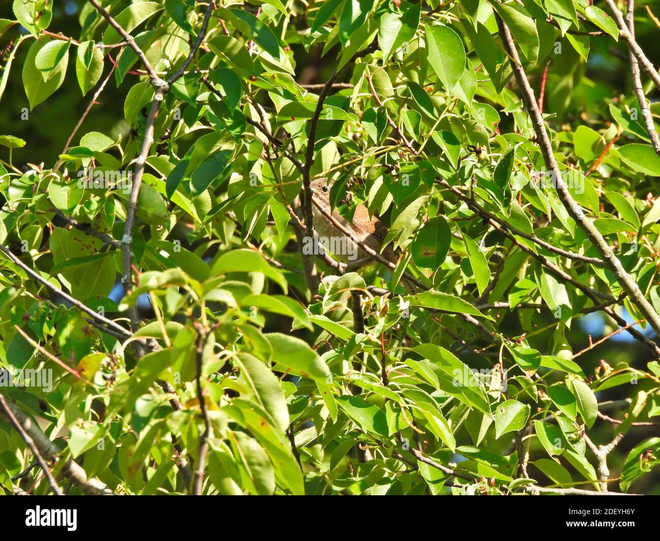 Haus Wren Vogel versteckt in einem Baum mit Grün gefüllt Blätter an einem schönen Sommertag gefüllt mit Sonnenlicht Stockfoto