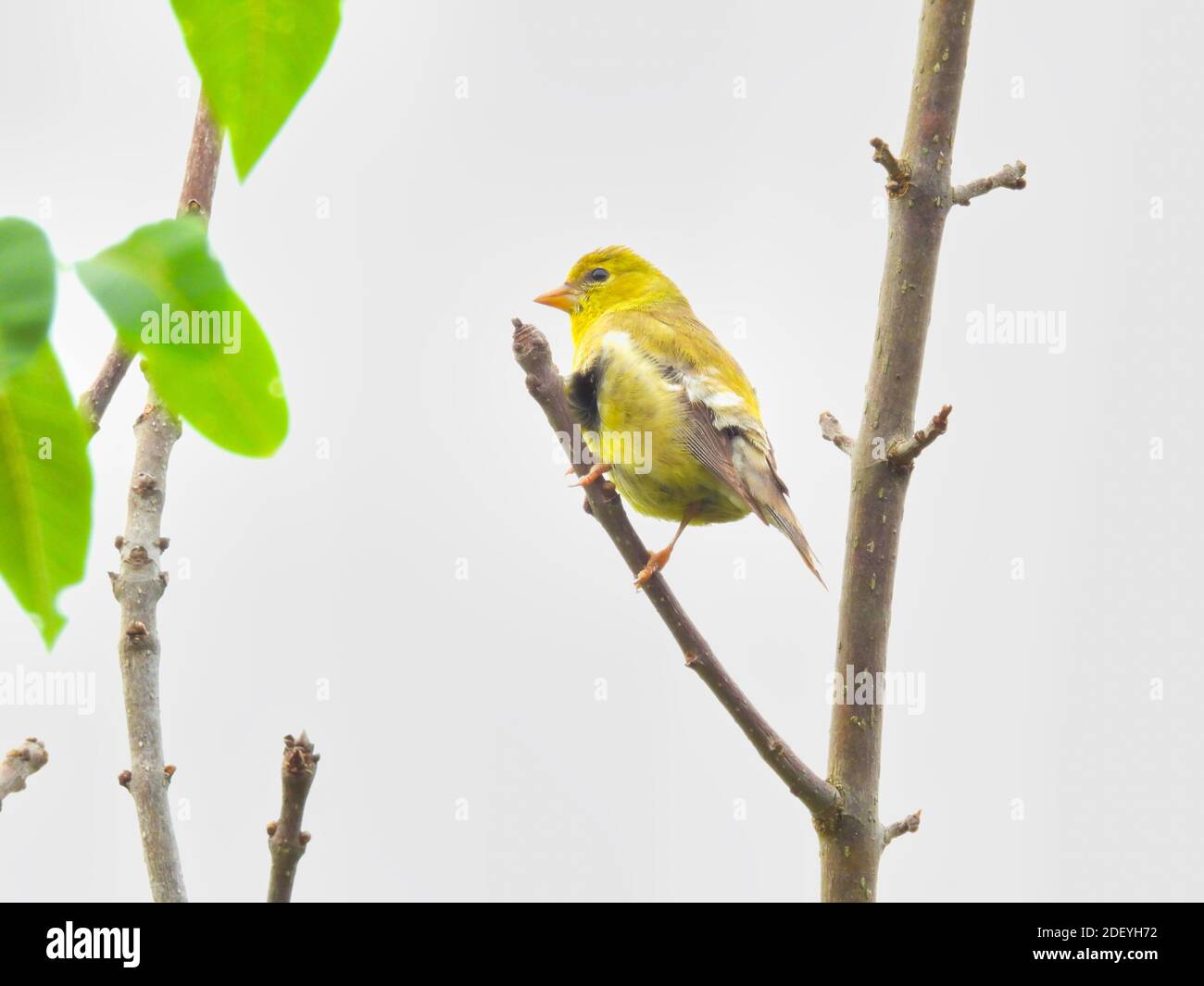 Goldfinch Vogel auf kleinen Baum Zweig auf einem wolkigen thront Tag Stockfoto