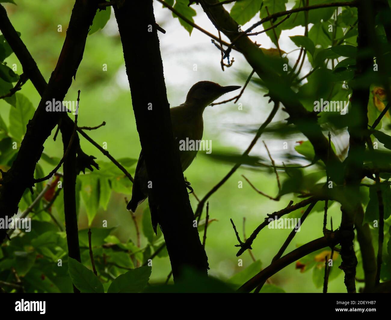 Silhouette des Rotbauchspecht-Vogels an der Seite des Baumzweiges Zwischen grünen Blättern und Laub Stockfoto