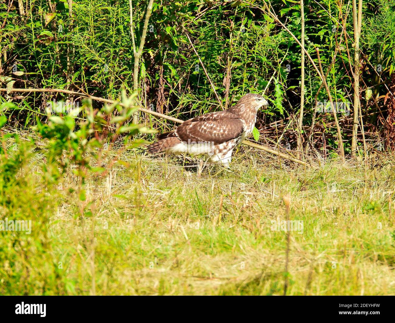 Ein Red-tailed Hawk Bird of Prey Raptor in einem Profil Blick wie es auf dem Boden in einer Prärie sitzt Feld vor der grünen Bürste auf einem sonnigen Sommer Tag Stockfoto