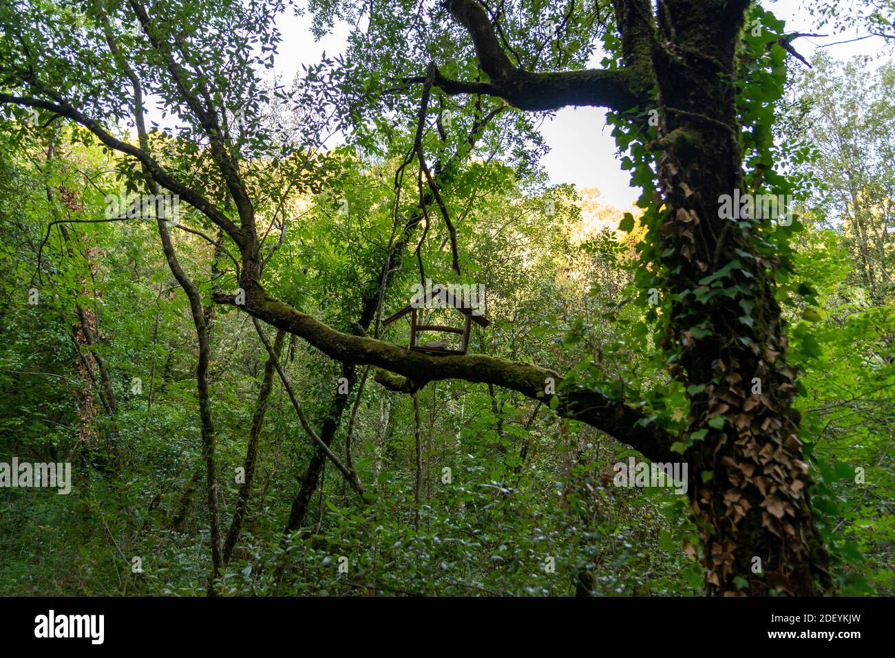 Vogelhaus auf einem Zweig einer Pflanze in der gelegt Hölzer Stockfoto