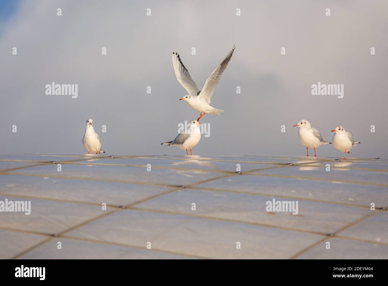 Schar von fünf weißen Möwen mit schwarzem Kopf mit orangefarbenen Schnäbeln und Beinen sitzen auf glänzender Oberfläche. Einer von ihnen fliegt. Sonniger Tag mit bewölktem Himmel. Stockfoto