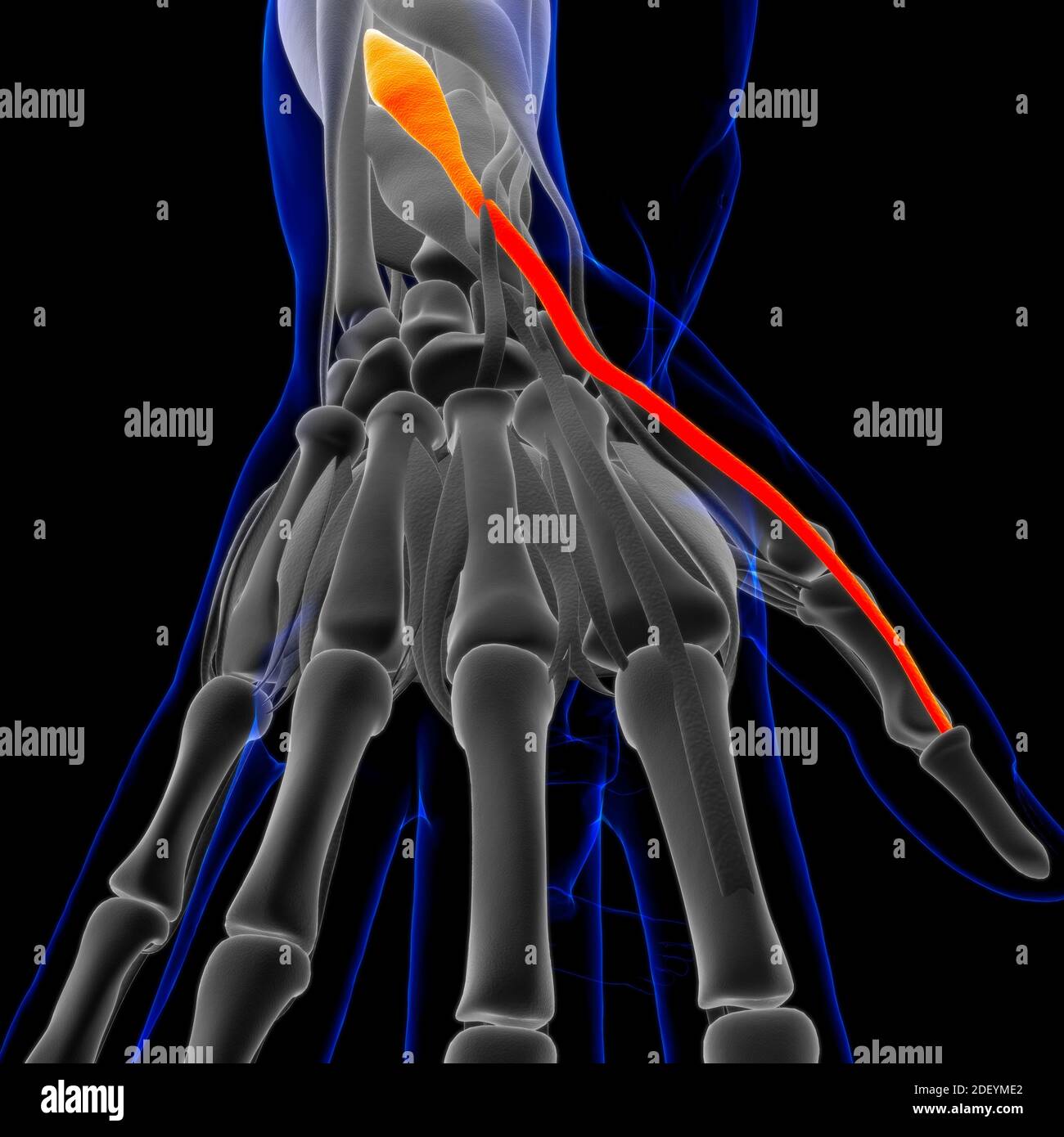 Muskel ist ein Weichgewebe, Muskelzellen enthalten Proteine, wodurch eine Kontraktion, die sowohl die Länge und die Form der Zelle ändert. Muskeln nicht vorhanden Stockfoto