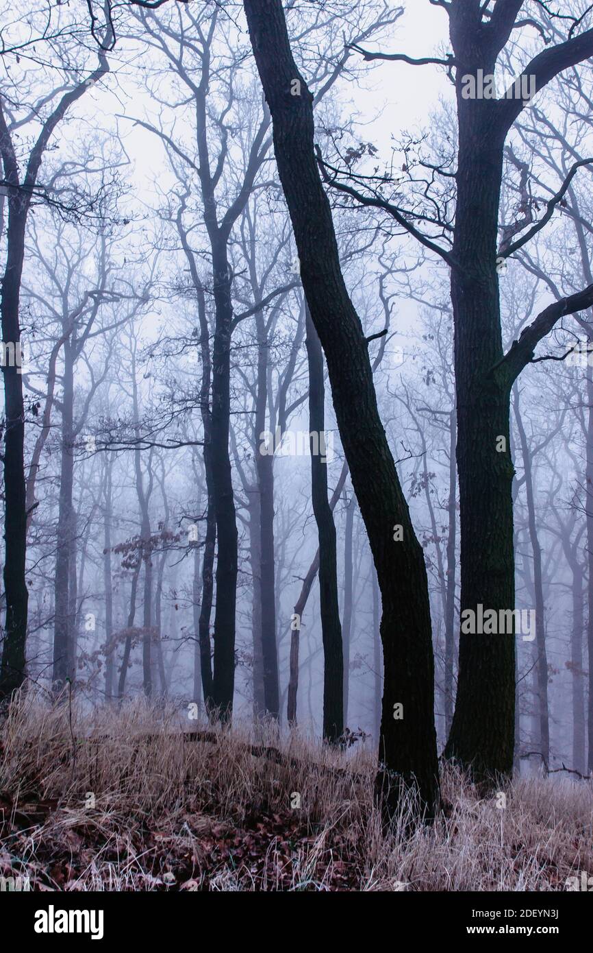 Magische alte Bäume im Nebel.erstaunlich nebligen Wald.Fantasy-Landschaft mit neblig Wald, morgendlicher Frost.Märchenwald im Herbst.Wald.Verzauberter Baum.Misty Stockfoto
