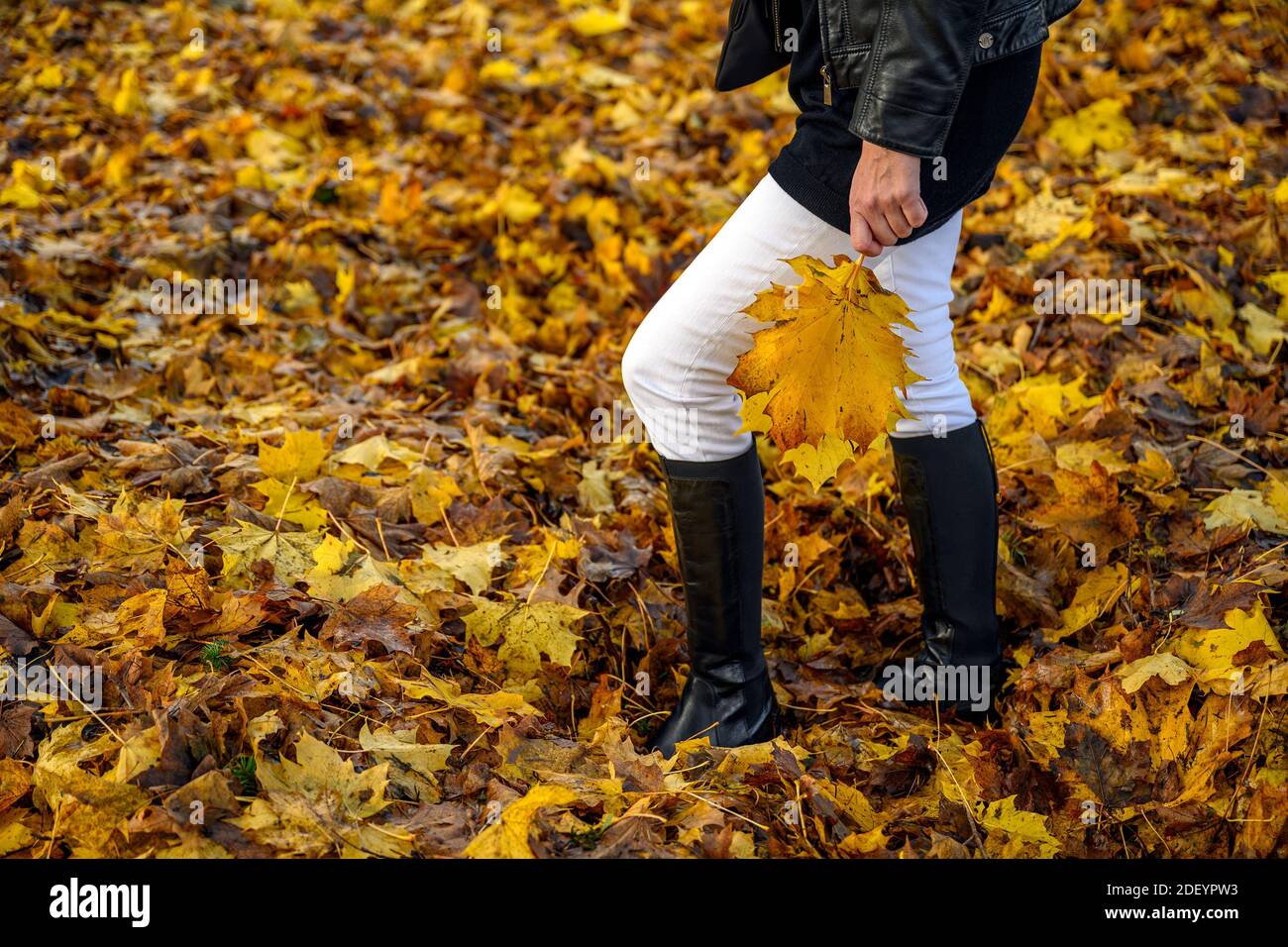 Anmutige Frau Füße in eleganten Stiefeln bei einem gemütlichen Spaziergang Auf roten und braunen Herbstblättern im Herbstwald Und hält ein Bündel von gelben Blättern in ihrem h Stockfoto