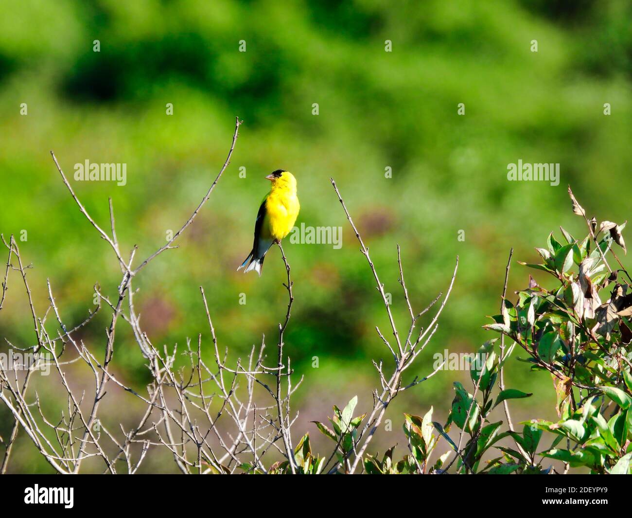 Männlicher amerikanischer Goldfinch Vogel thront auf der Spitze eines Bush Stem on a Prairie zeigt seine Zuchtfarben Gelbe und schwarze Federn Stockfoto