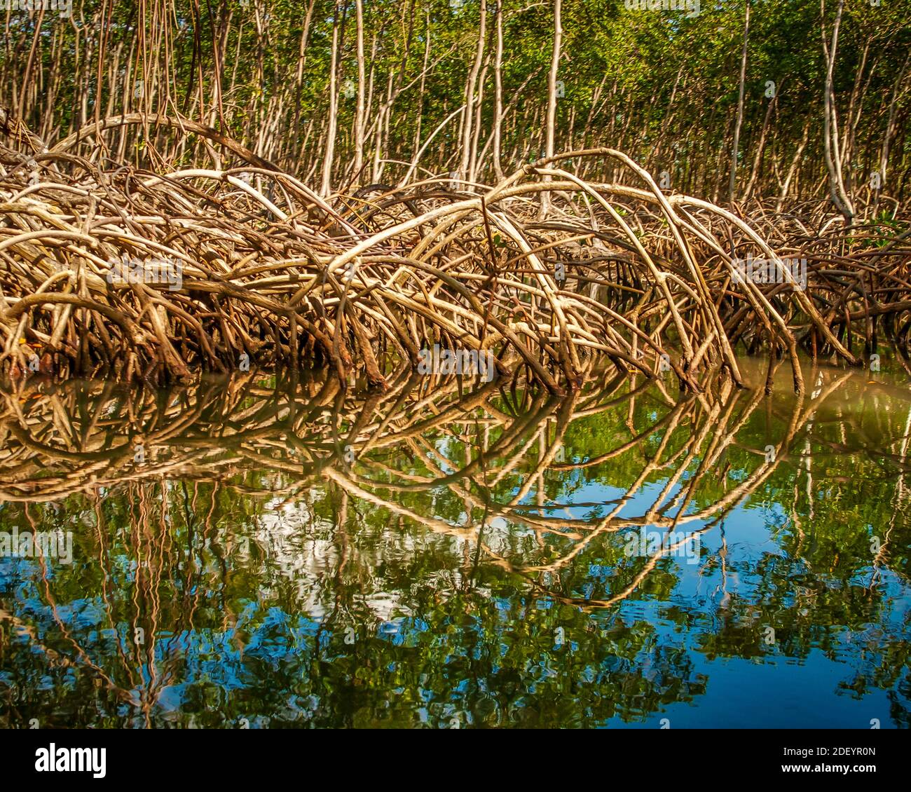 Los Haitises Nationalpark, Samana Dom. Rep. Stockfoto