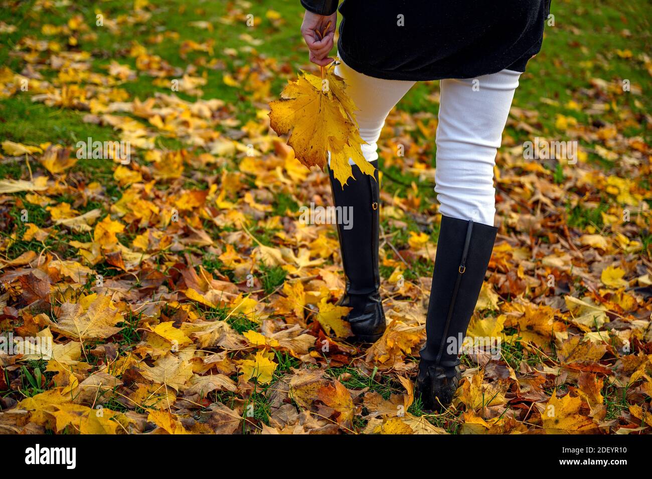 Anmutige Frau Füße in eleganten Stiefeln bei einem gemütlichen Spaziergang Auf roten und braunen Herbstblättern im Herbstwald Und hält ein Bündel von gelben Blättern in ihrem h Stockfoto