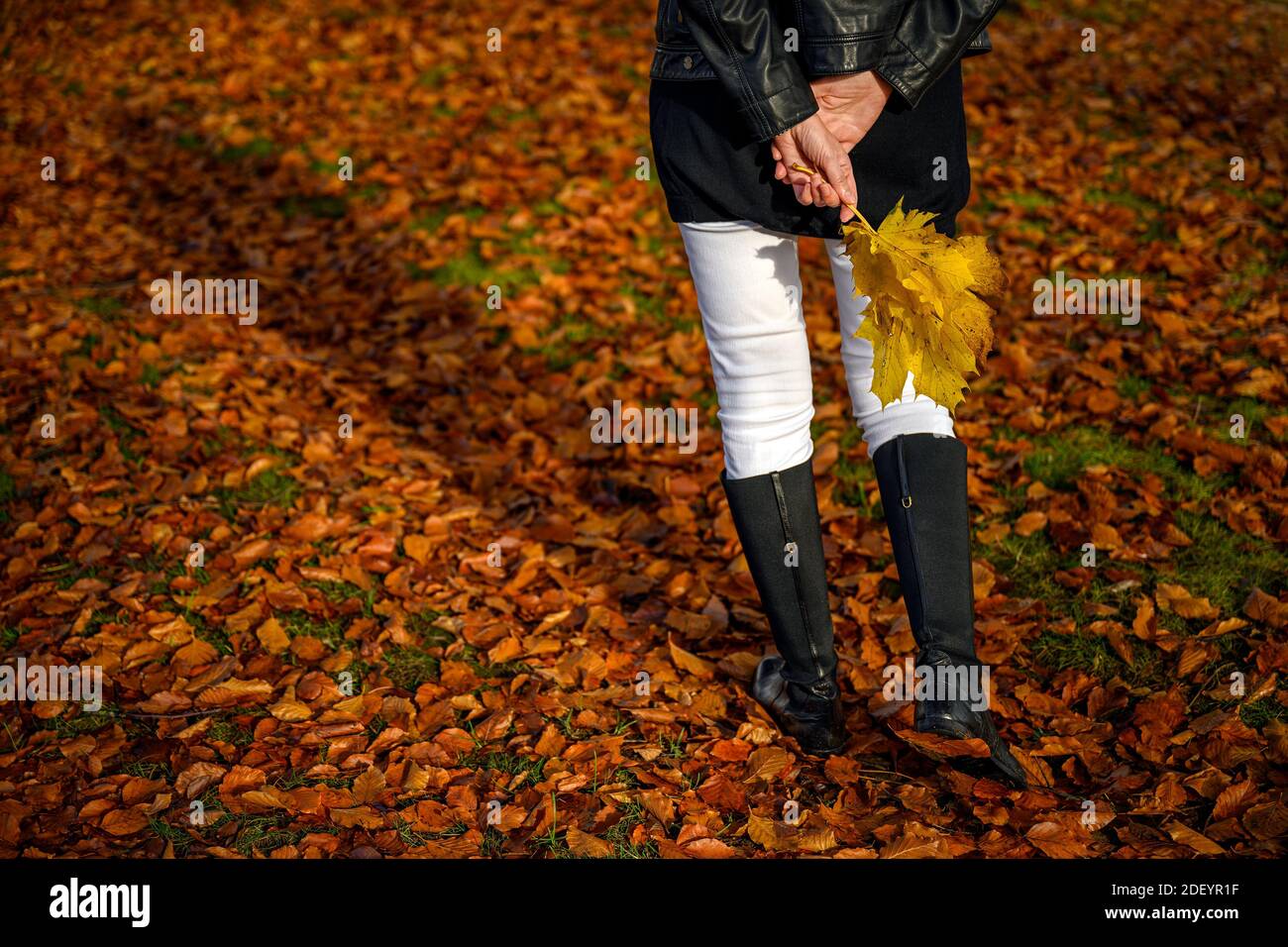 Anmutige Frau Füße in eleganten Stiefeln bei einem gemütlichen Spaziergang Auf roten und braunen Herbstblättern im Herbstwald Und hält ein Bündel von gelben Blättern in ihrem h Stockfoto
