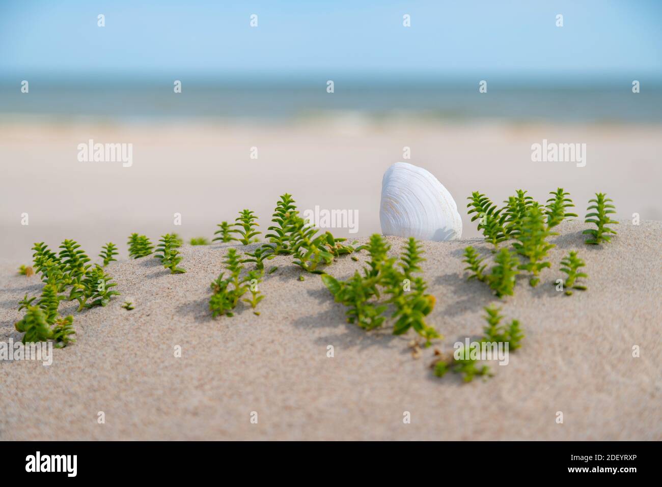 Schöne weiße Muschel im Sand zwischen grünem Gras an einem sonnigen Tag am Strand. Seashell liegt auf sandigen Hintergrund. Niemand. Stockfoto
