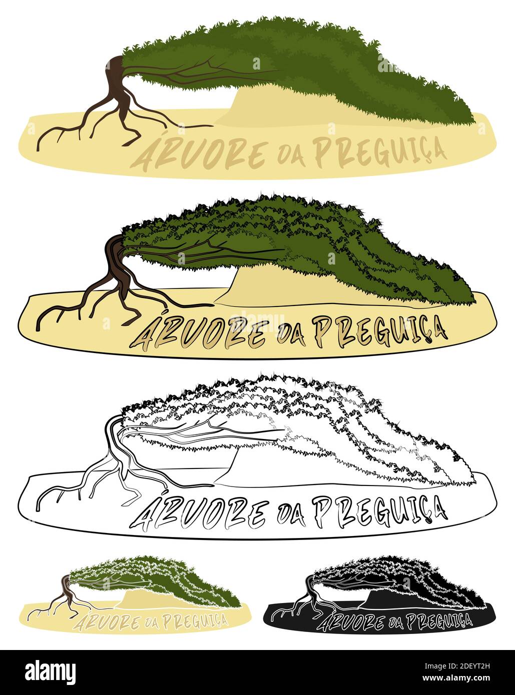 Faulbaum in Jericoacora, Brasilien Stock Vektor