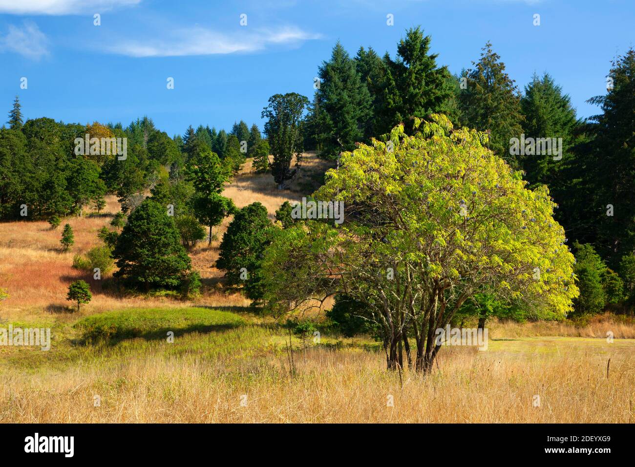 Oak Hillside, Fort Hoskins Historic Park, Benton County, Oregon Stockfoto