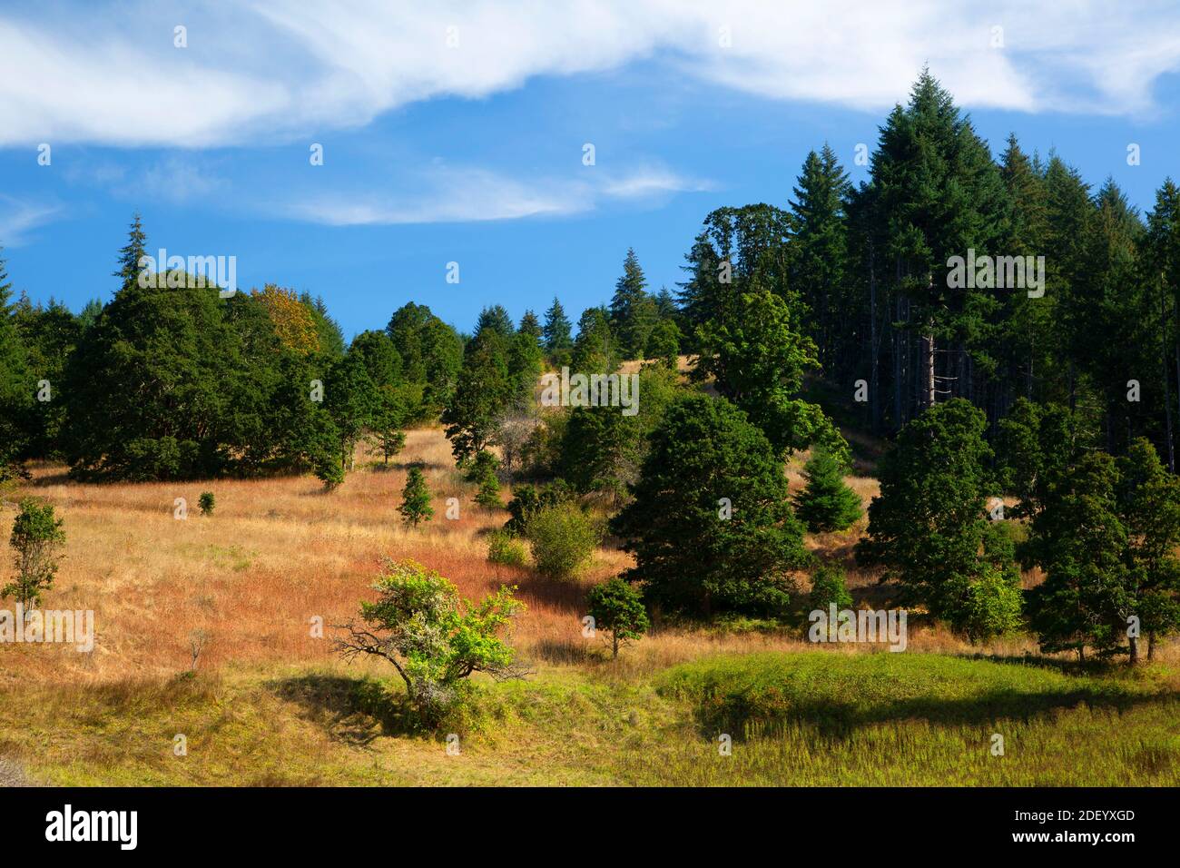 Oak Hillside, Fort Hoskins Historic Park, Benton County, Oregon Stockfoto