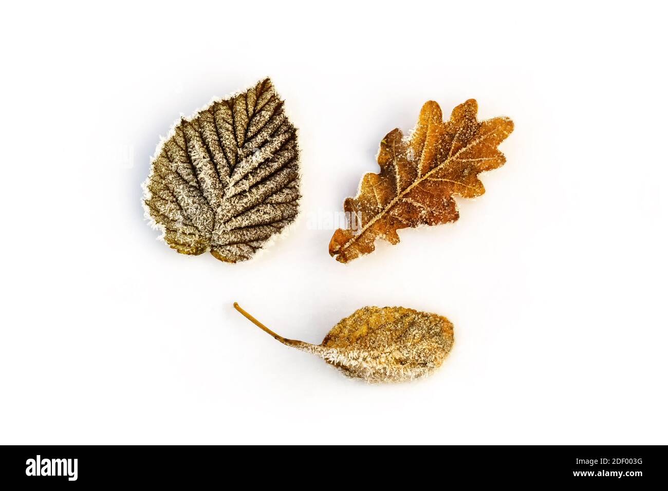 Winter- oder Herbstkonzept flach mit Frostblättern legen, Platz kopieren. Stockfoto