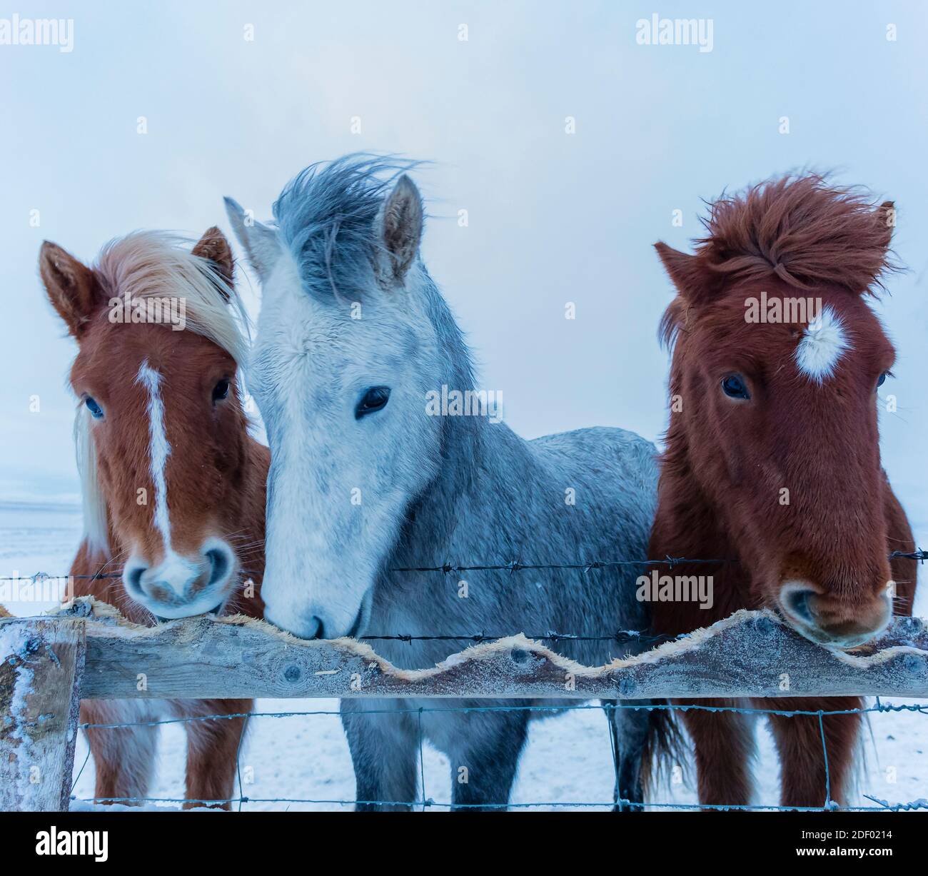 Drei isländische Pferde fressen ihren Holzzaun im Frost auf Kalte Wintertemperaturen Stockfoto