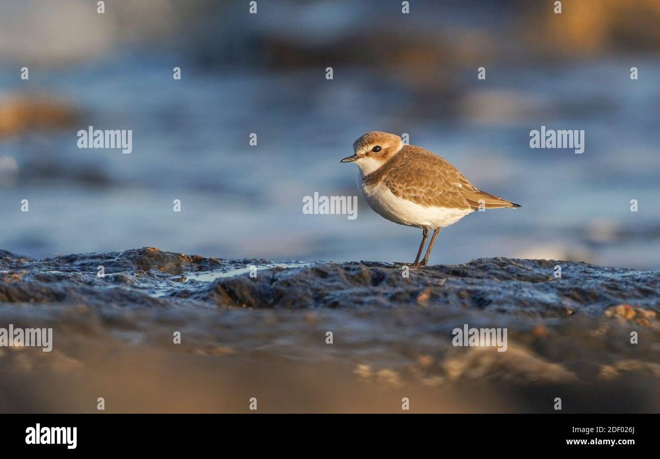 Kentish-Pflüge (Charadrius alexandrinus) im Winter Gefieder an einer felsigen Küste, Andalusien, Spanien. Stockfoto