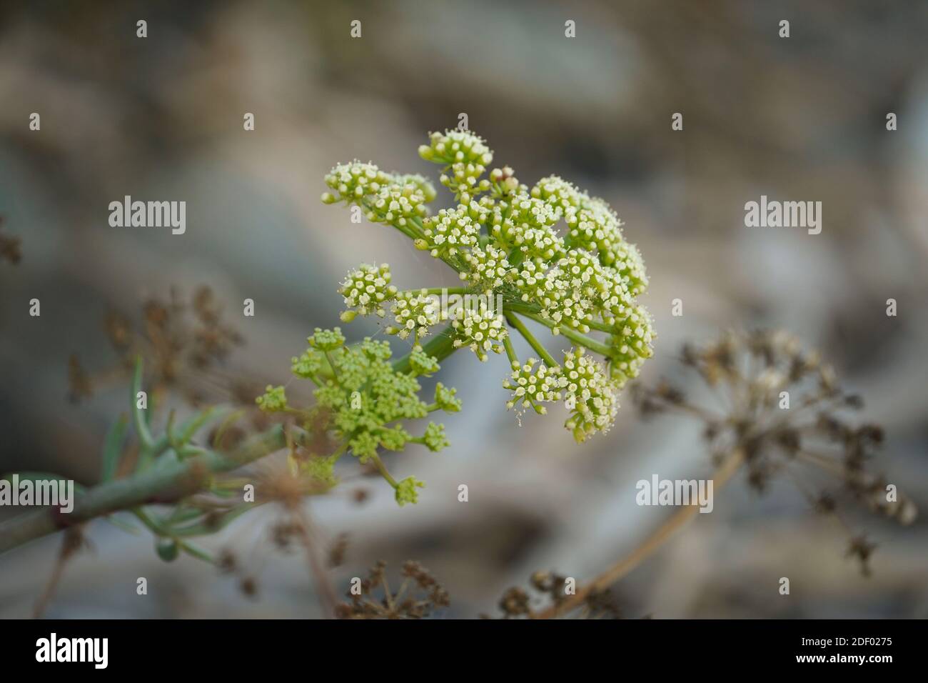 Felssamphire, essbare Wildpflanze, Felsenfenchel, Crithmum maritimum) am Meer, Andalusien, Spanien. Stockfoto
