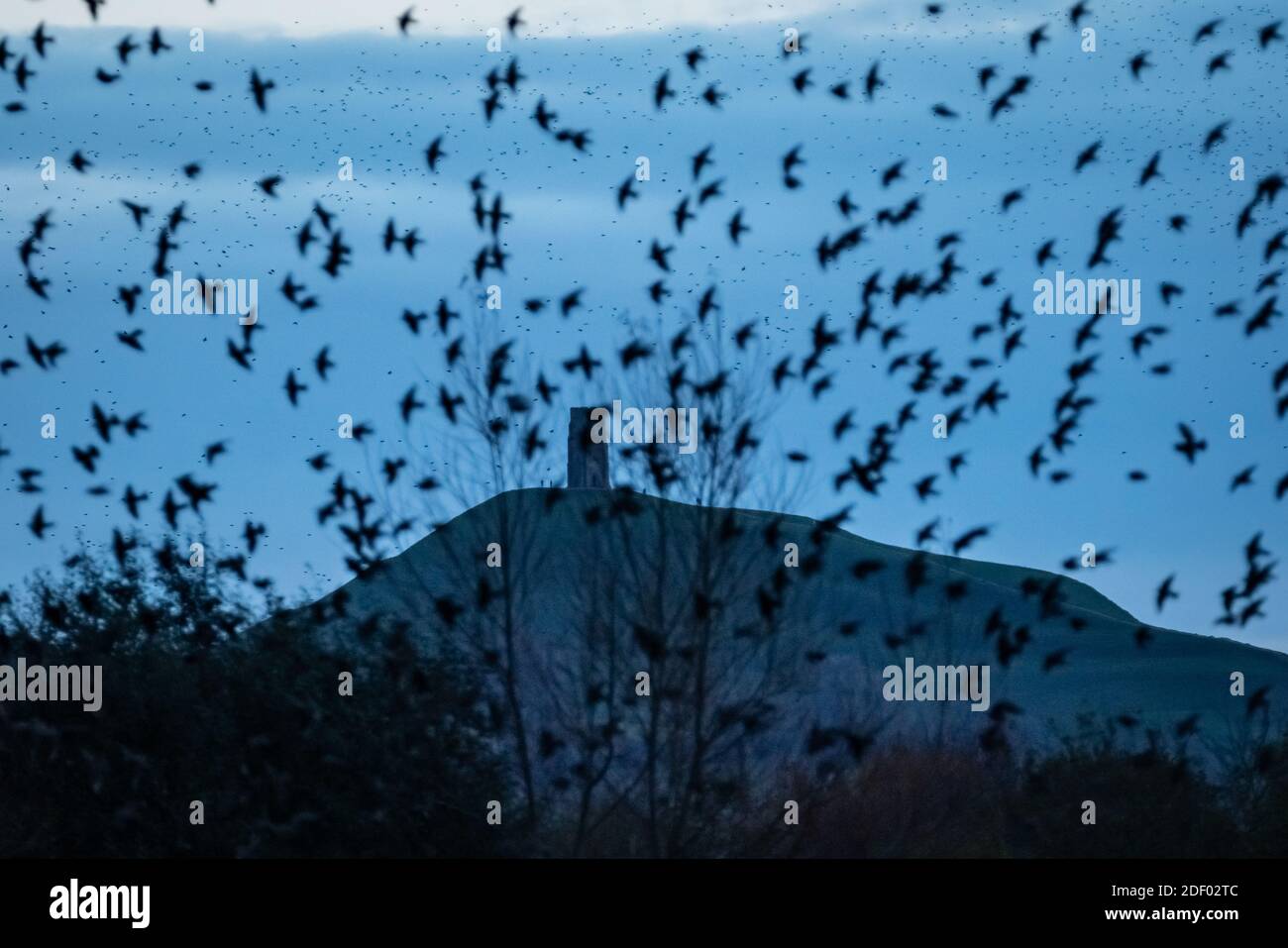 UK Wetter: Abendliche Starrauschen über Ham Wall RSPB Reserve, Teil des Avalon Sumpfgebiete Naturschutzgebiet in Somerset, UK Stockfoto