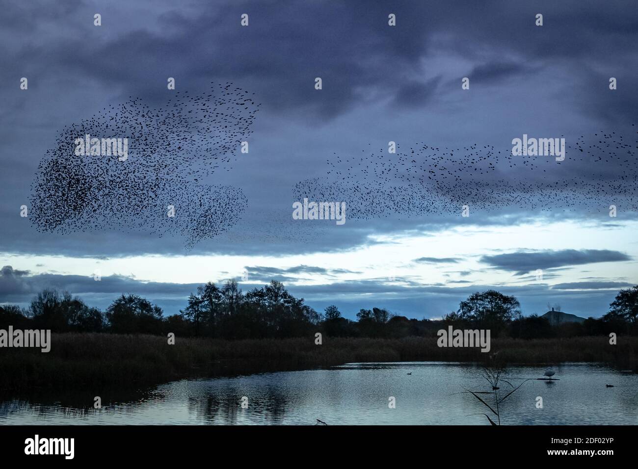 UK Wetter: Abendliche Starrauschen über Ham Wall RSPB Reserve, Teil des Avalon Sumpfgebiete Naturschutzgebiet in Somerset, UK Stockfoto